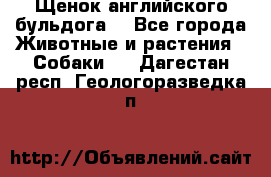 Щенок английского бульдога  - Все города Животные и растения » Собаки   . Дагестан респ.,Геологоразведка п.